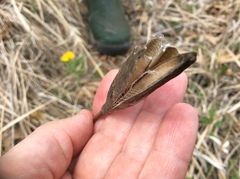 Lilium philadelphicum