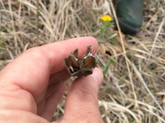 Lilium philadelphicum