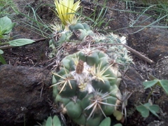 Coryphantha pycnacantha