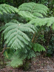 Cibotium glaucum