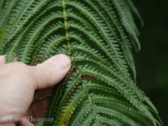 Cibotium glaucum
