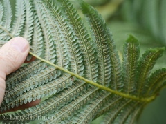 Cibotium glaucum