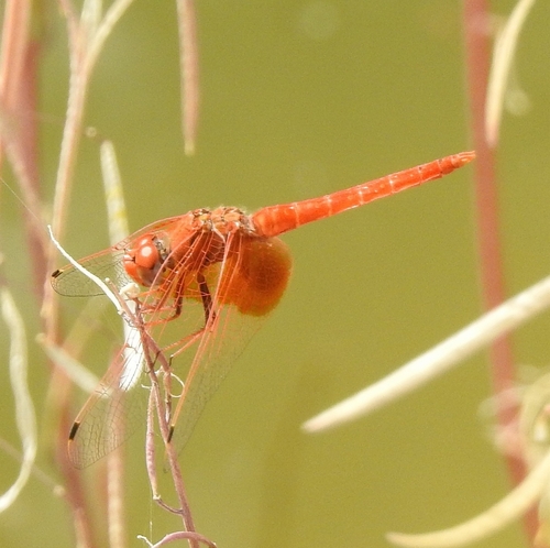 Orange-winged Dropwing