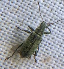 Polydrusus cervinus