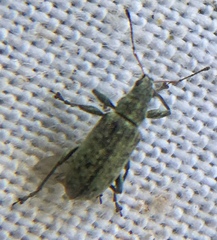 Polydrusus cervinus