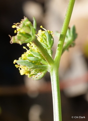 Lomatium observatorium