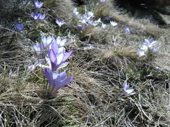 Crocus carpetanus