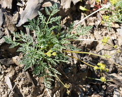 Lomatium observatorium