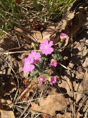 Phlox woodhousei