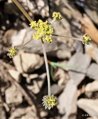 Lomatium observatorium