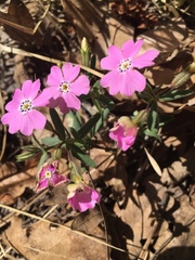 Phlox woodhousei