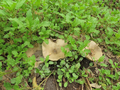 Melanoleuca brevipes