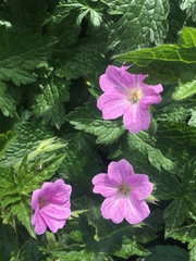 Geranium × oxonianum