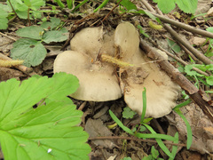 Melanoleuca brevipes