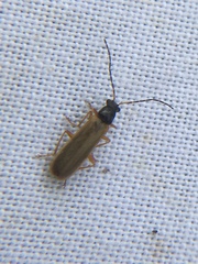 Rhagonycha lignosa