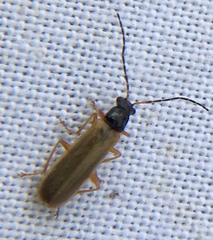 Rhagonycha lignosa