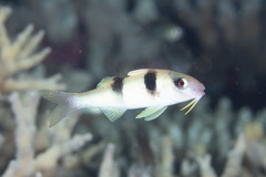 Parupeneus crassilabris