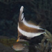 Pennant Bannerfish - Photo (c) Mark Rosenstein, some rights reserved (CC BY-NC-SA), uploaded by Mark Rosenstein