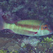 Longfin Emperor - Photo (c) Mark Rosenstein, some rights reserved (CC BY-NC), uploaded by Mark Rosenstein