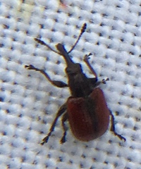 Tatianaerhynchites aequatus