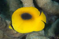 Chaetodon speculum