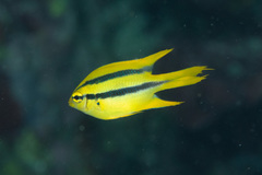 Neoglyphidodon nigroris