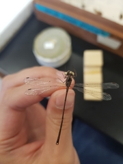 Lestes congener
