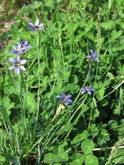 Sisyrinchium mucronatum