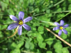 Sisyrinchium mucronatum