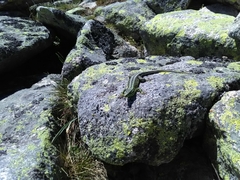 Iberolacerta monticola