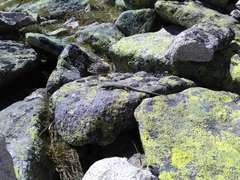 Iberolacerta monticola