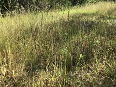 Eleocharis quadrangulata