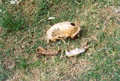 Leopardus pardalis pardalis