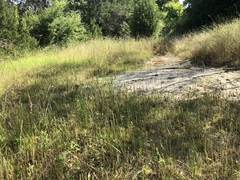 Eleocharis quadrangulata