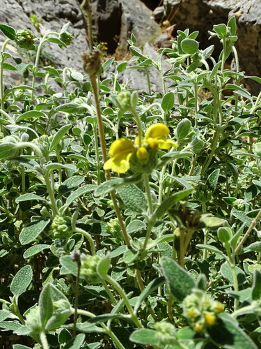 Phlomis lanata, photograph 6