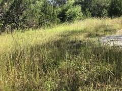 Eleocharis quadrangulata