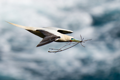 Red-Footed Booby photo 5
