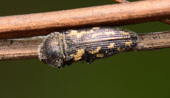 Acmaeodera neglecta
