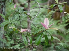 Myrsine lessertiana