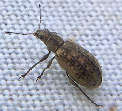 Polydrusus cervinus