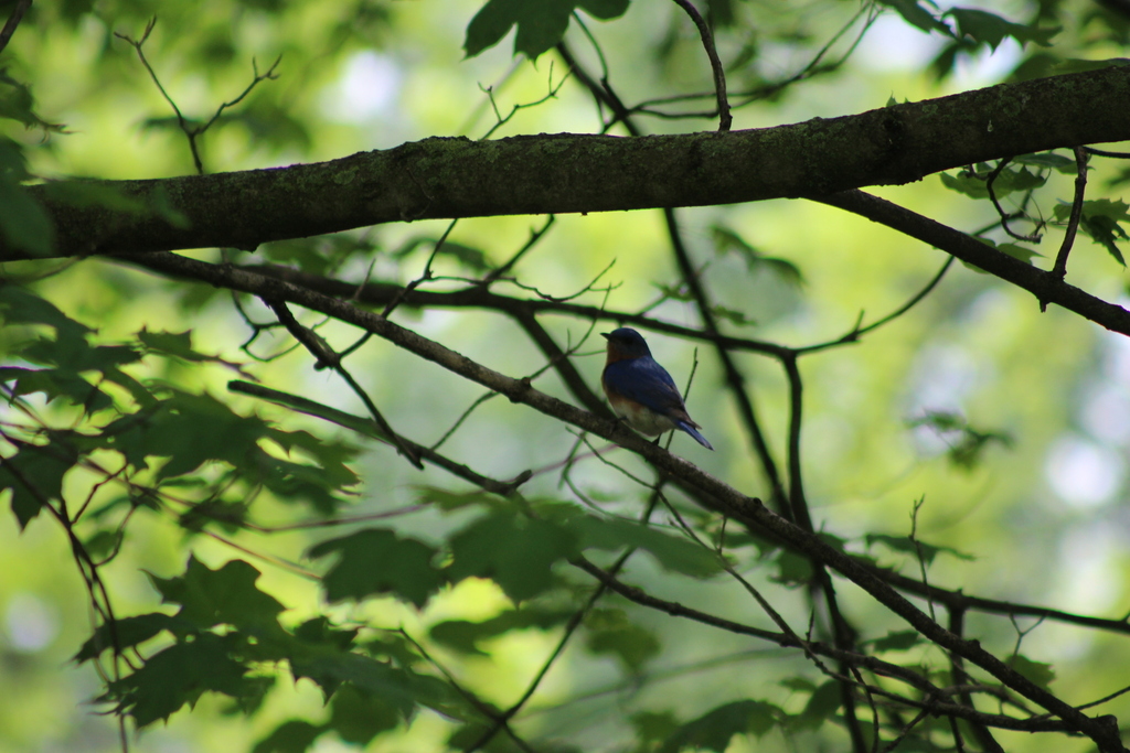 Eastern Bluebird from Fairfield County, OH, USA on May 15, 2024 at 01: ...