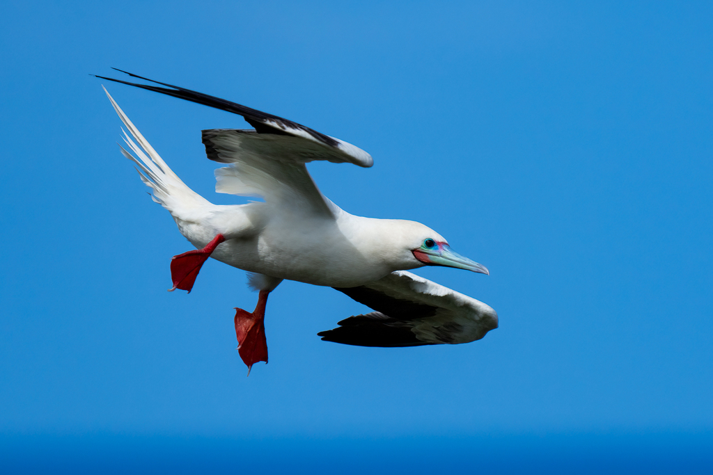 Red-Footed Booby