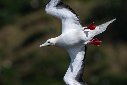 Fou à pieds rouges