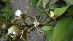 Prosthechea