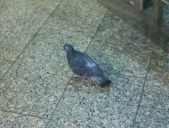 Columba livia