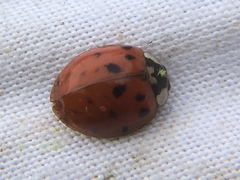 Harmonia axyridis