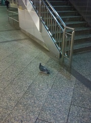 Columba livia