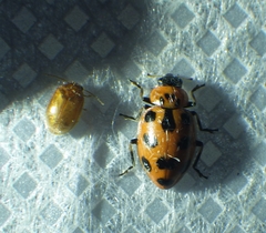 Naemia seriata