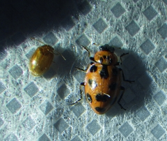 Naemia seriata
