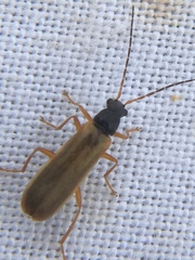 Rhagonycha lignosa
